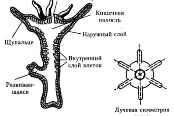 Кракен онион тор