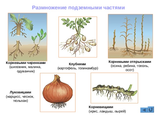 Кракен не работает